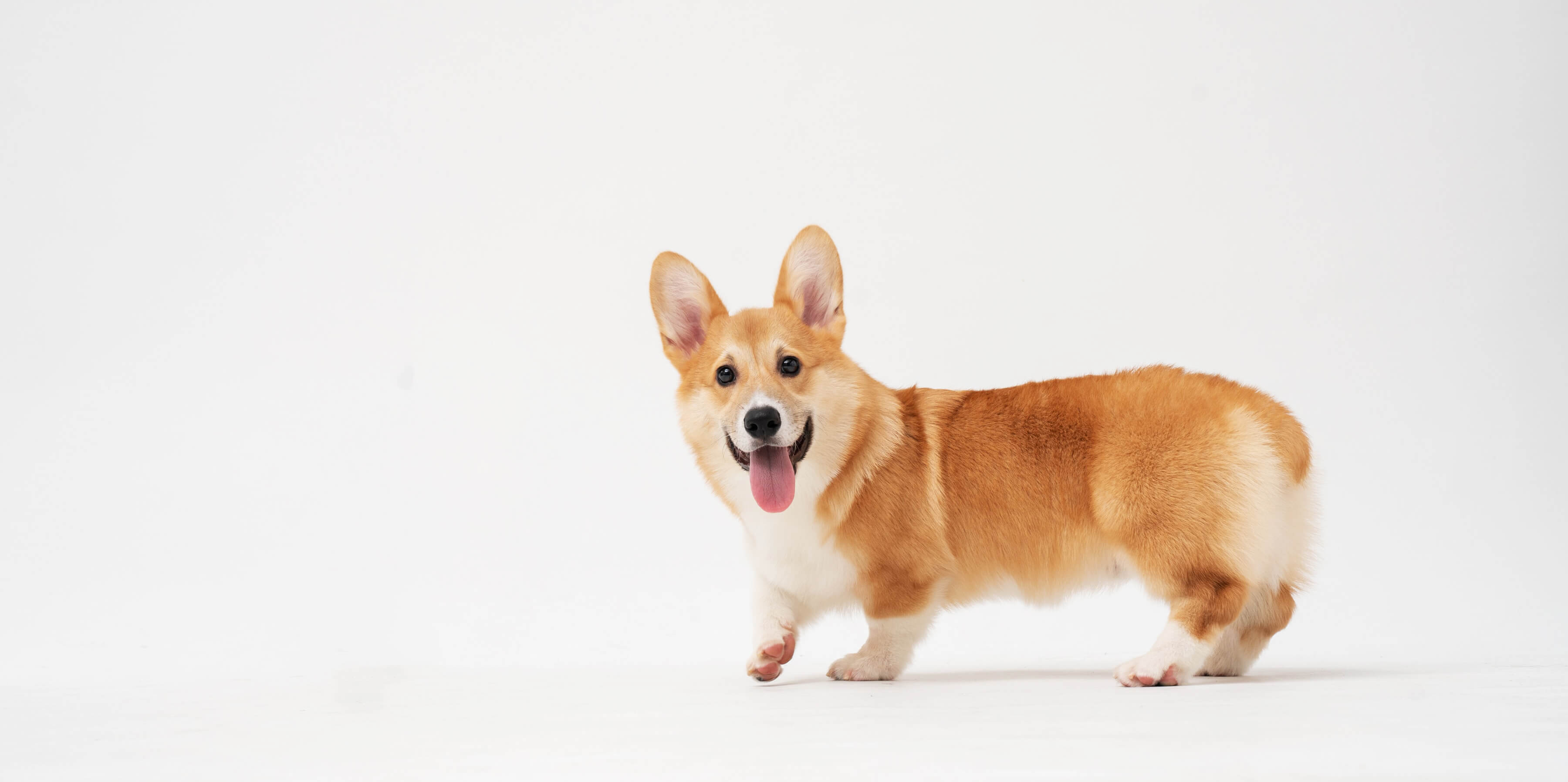 corgi-end